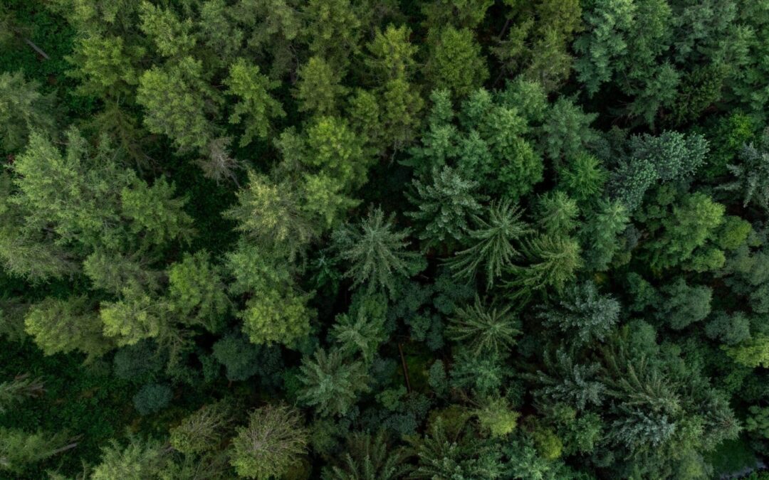 Top view of a green lush forest around Loch Lomond, Scotland